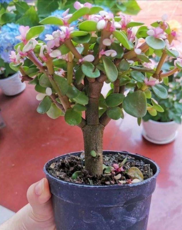 别忘了|秋冬季如何养金枝玉叶?有“3招”别忘了,长枝长叶变老桩