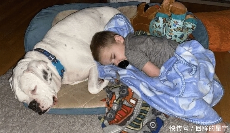  睡觉|婴儿半夜撒娇抱小被子找大狗睡觉，这就是养狗的好处！