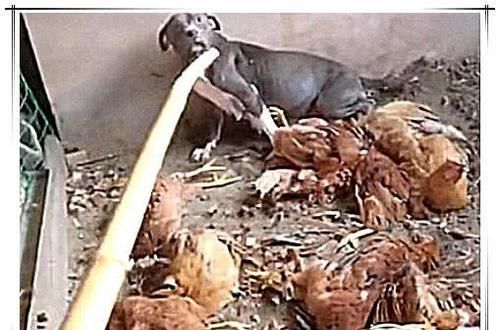  肠子|总有野猫偷鸡，主人让狗狗去看护鸡圈，次日看到这一幕悔青肠子！