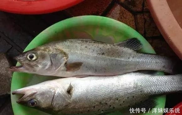 海鲜|海鲜大全, 你能认出多少