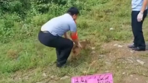  野生|金寨二级野生保护动物竟然跑到了居民家中！