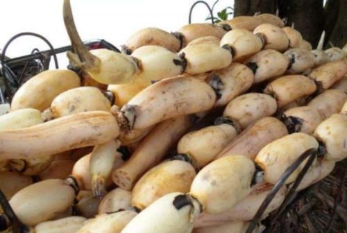  记住|买莲藕，7孔的和9孔的哪个好？30年藕农：记住4点，准没错