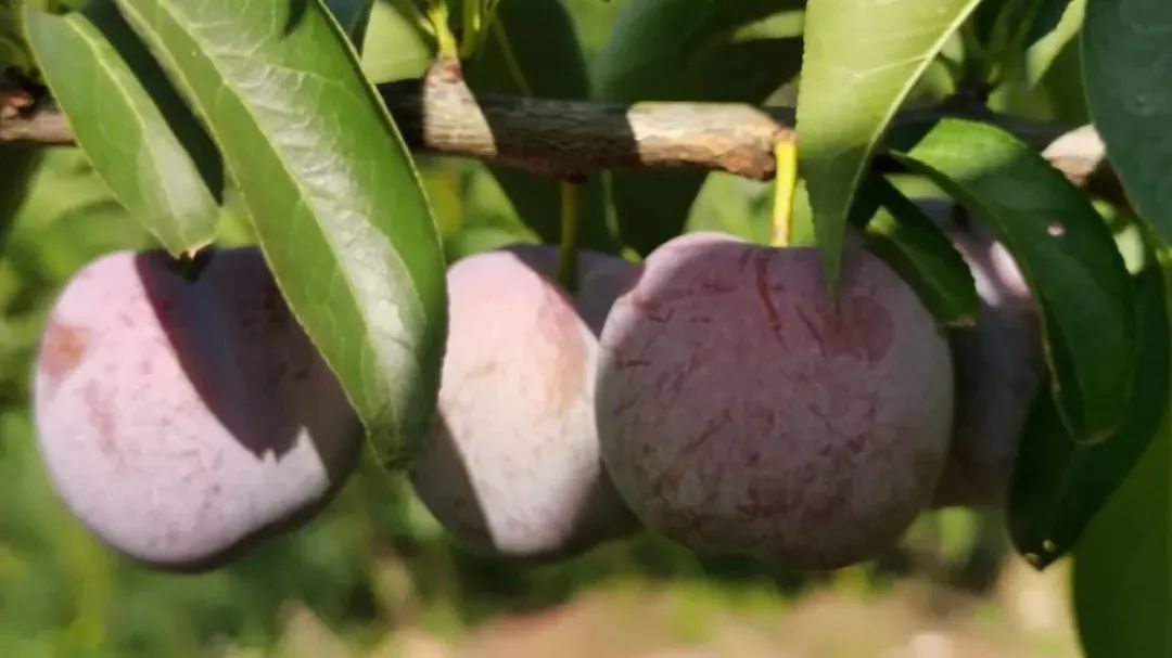  仁寿|仁寿有个村，名字叫“同意”！