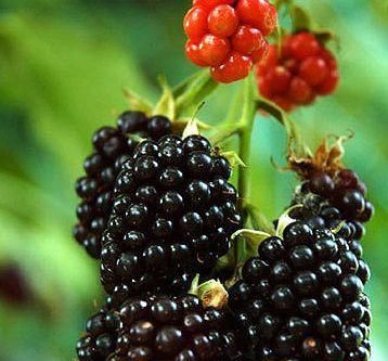  细腻|女性每天当零食吃几颗，皱纹展了，皮肤细腻，不想一脸皱纹可试试