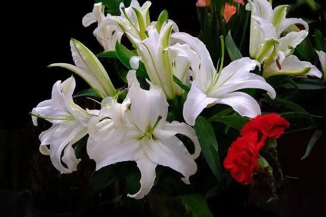  视角|【摄影讲评】焦距到底是个什么 第1226讲？