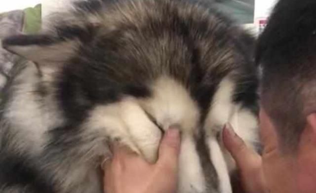  阿拉斯加|100多斤的阿拉斯加要睡在主人的肚皮上，铲屎官：我承受不住