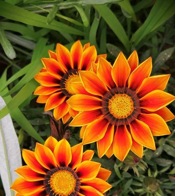  太阳|适合懒人养的盆栽花—勋章菊，周年开花，耐热也耐寒，南北都能种