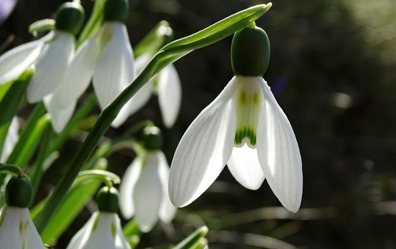  生肖|爱情运势上上签！4生肖红鸾星动，八月收获好爱情，注定要脱单！