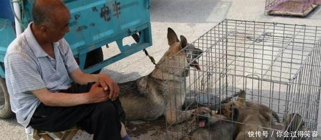 宠物|农村狗市流行什么狗?三种狗狗很受喜欢,价格也不贵