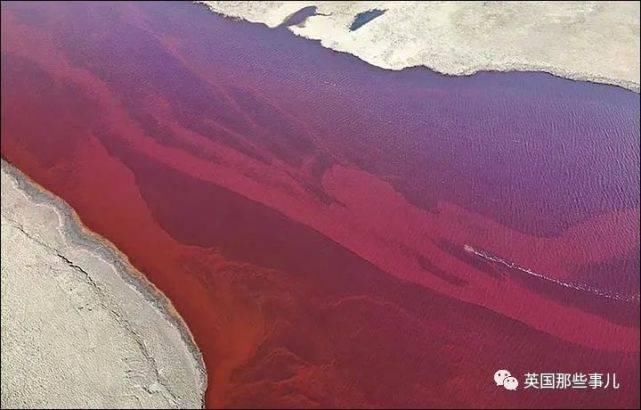  北极地区|“全世界最冷小镇”今年夏天气温飙到38℃！灾害频发，北极圈不好过了！