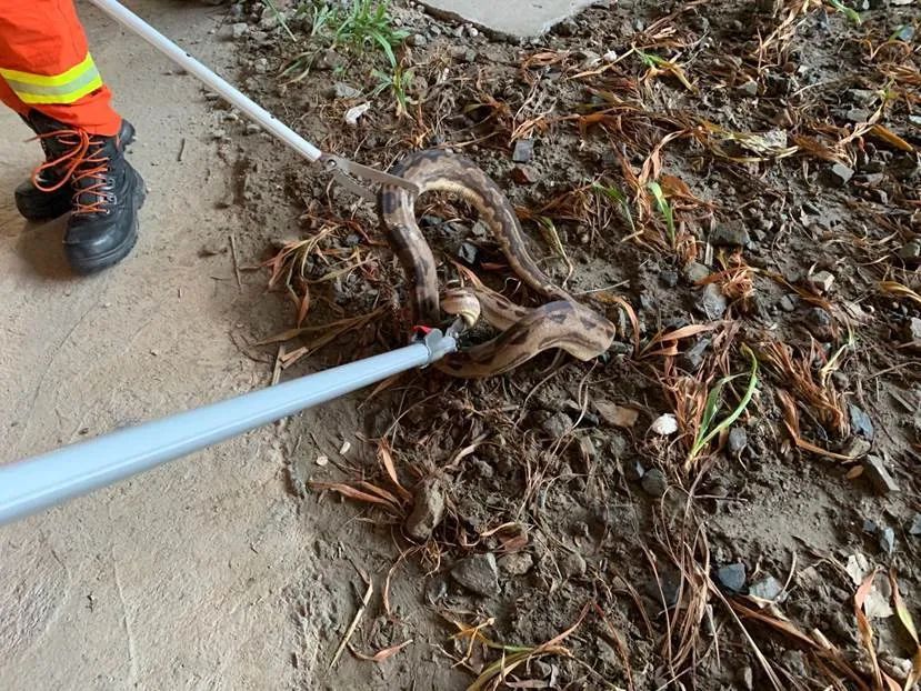  中心|杭州市中心公厕边，出现两条蟒蛇！消防员紧急出动