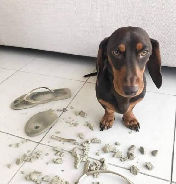  足够|狗狗的日常：只要心态足够好，哪里都是巴厘岛