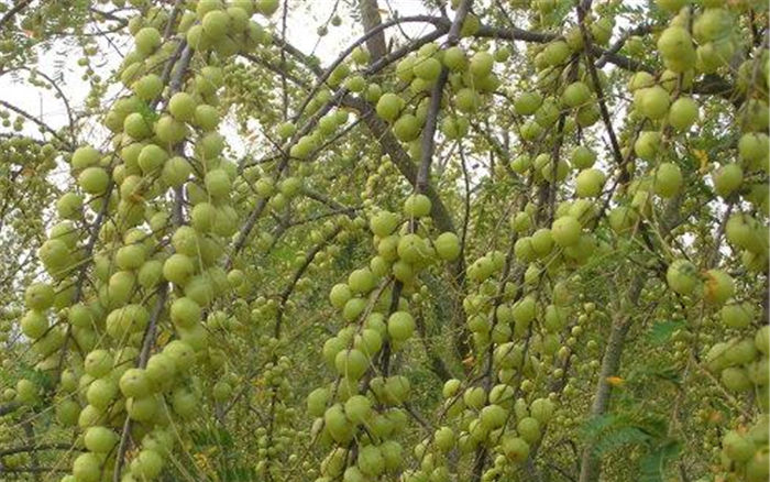  市场|又一野果成熟，市场常年热卖，一斤3元亩产4千斤，却少有人种植