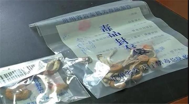  嫌疑人张某|这种蘑菇千万吃不得！男子为了找到灵感网购致幻蘑菇，结果...