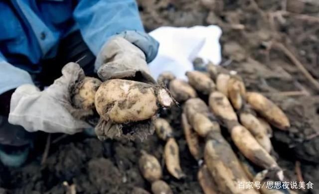 口感|买莲藕,选七孔还是九孔?藕农:2种区别大,选对了,口感才好吃