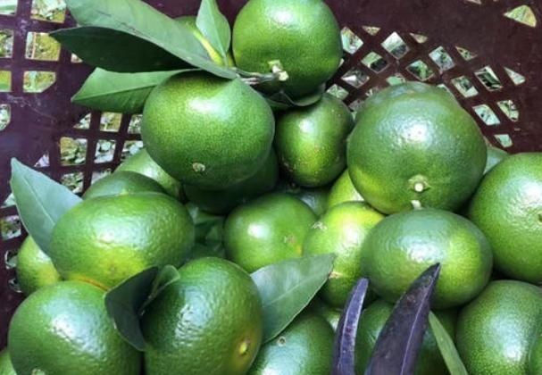 绿皮橘子|秋天到了,买橘子记得挑母的,大妈教我4招小技巧,一挑一个准