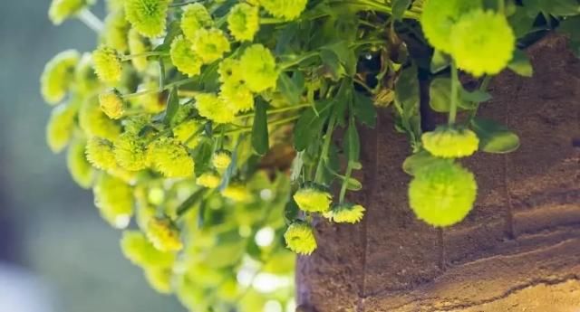 喜事|明天起,喜事如雨、财运临头,4生肖天天好兆头,翻身注定人上人