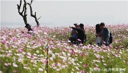 简直|简直不要太美!15亩格桑花点燃西华湿地