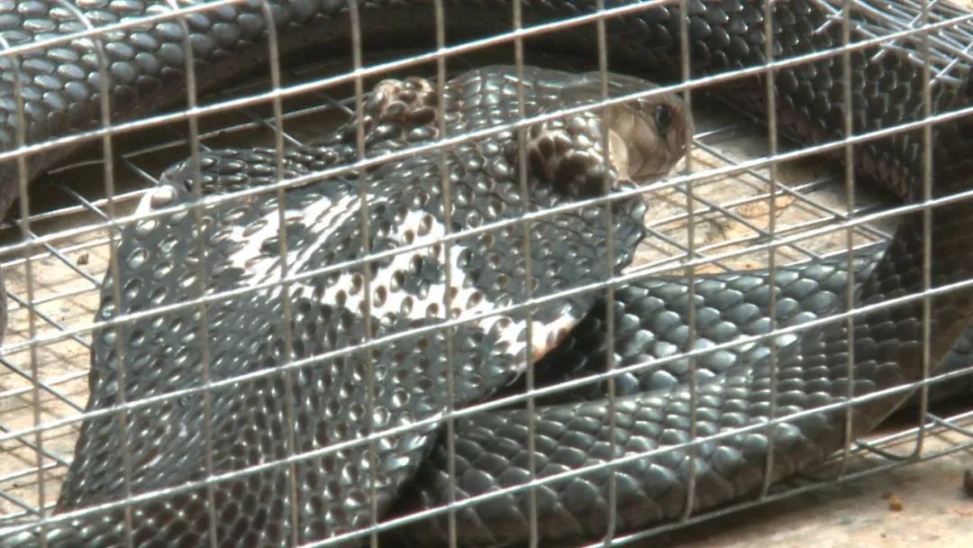  这次|南宁一小区又抓到蛇，这次是剧毒眼镜蛇！捕蛇人：肯定不止一条