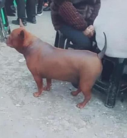  脆皮|小伙偶遇一只“脆皮狗”, 外焦里嫩，狗狗动起来让人无法直视