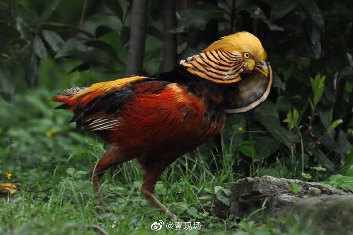 男子|非法驯养保护动物红腹锦鸡男子被刑拘