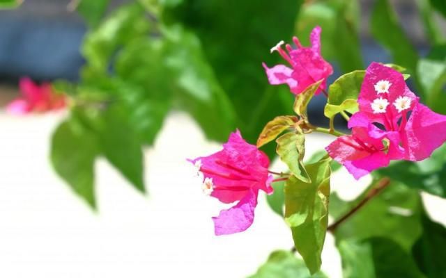  桃花|8月上旬，桃花盛开良缘到，邂逅真爱结连理，比翼双飞的4大生肖