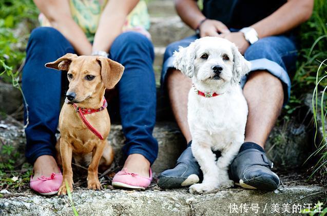 些狗狗|狗狗为什么会出现嫉妒?让狗狗嫉妒的三个原因,你家狗狗属于哪种