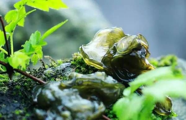  斗鸡|就问你晓得仁寿“斗鸡公”不？