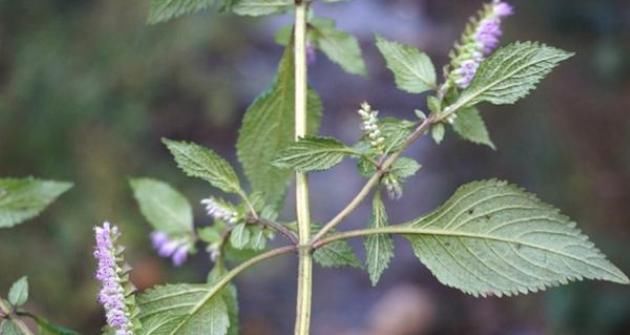  却常|这植物山上很多，却常被忽视，殊不知是解暑佳品