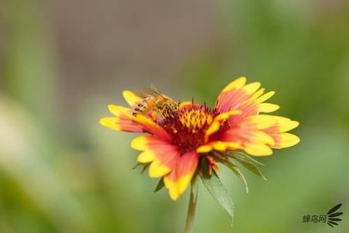  MACRO|“经典”的长焦微距 适马105mm F2.8 DG DN MACRO | Art评测