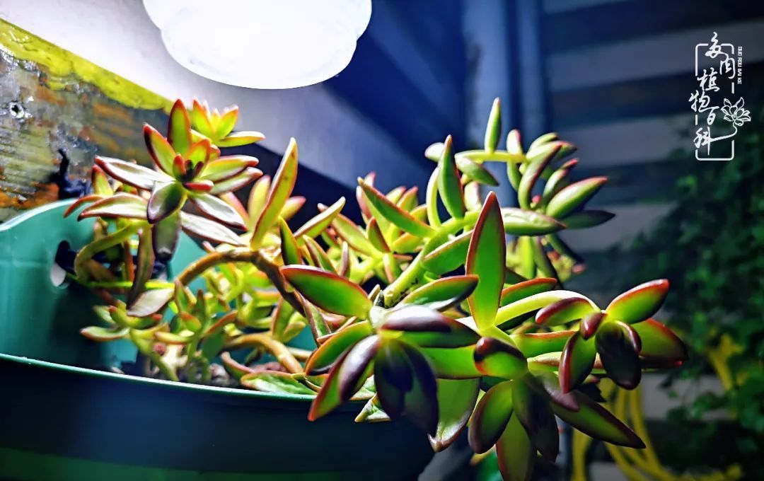  萌化|当粉粉的多肉捧在手心，我体验到了什么叫“萌化了心”