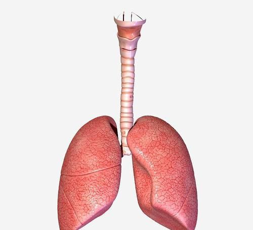 平时|肺部想要保持健康？在平时可以常吃6种食物，肺一天比一天健康