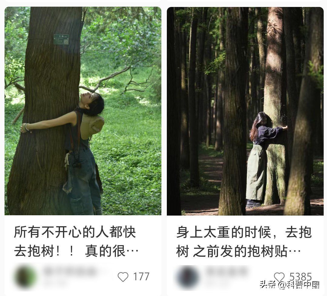 年轻人请立即停止内耗(这届年轻人，正在靠“抱树”治内耗)
