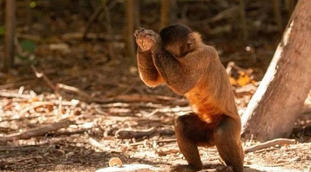  考古学家|巴西猴子已学会使用石器，考古学家认为已进入“石器时代”
