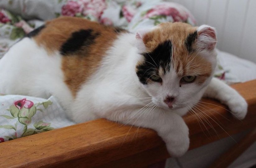 爸妈|爱猫身患癌症，女孩坚决让爸妈掏钱切它耳鼻，13年陪伴比钱重要