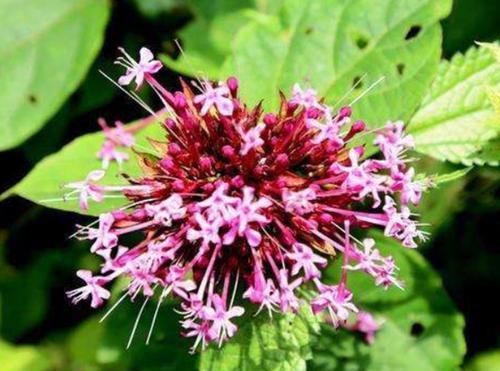 农民|农村一种“臭草”,农民们都拿来喂猪,城里人却拿来煲鸡汤!