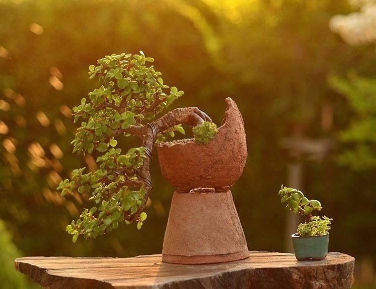 别忘了|秋冬季如何养金枝玉叶?有“3招”别忘了,长枝长叶变老桩