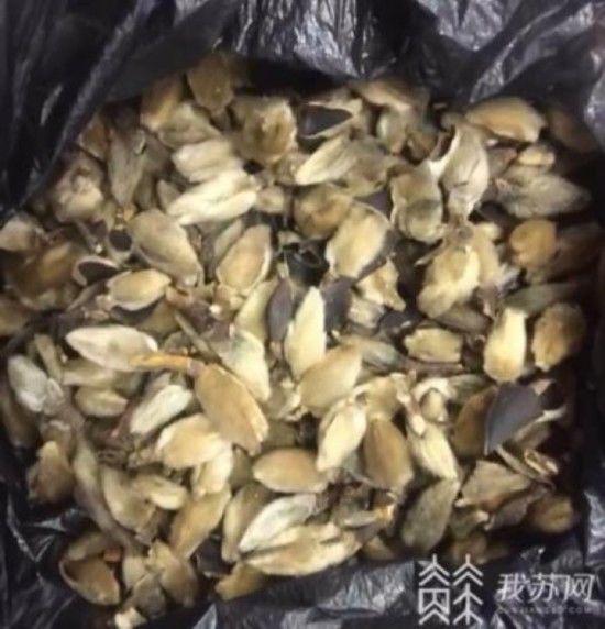  绿萝花|绿萝花染色冒充金银花 淮安一家七口组团诈骗被抓