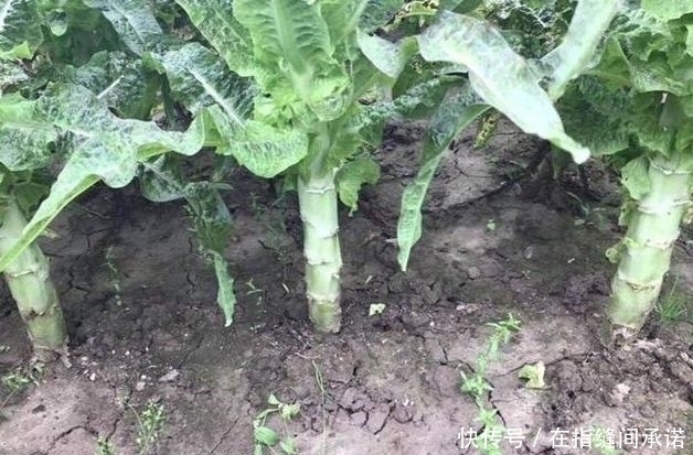 莴笋|莴笋的裂口、瘦窜、旱窜现象,因何形成?生产中如何预防