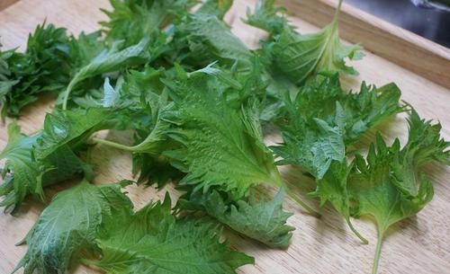 三大|风味大不同?认识三大香菜:芫荽、鸭儿芹、香芹