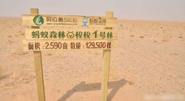 天价|5亿人“种”了4年树,马云“天价”造的蚂蚁森林,如今咋样了?