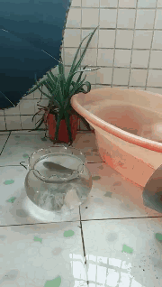 帽子|搞笑GIF趣图:哥们,这帽子不错,最关键是女友送的!