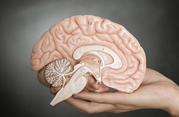  能量|大脑究竟是如何工作的？大脑喜欢什么？讨厌什么？