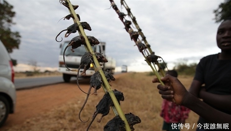 图片来自网络|这里的孩子早早辍学，每天去田里抓老鼠只为一种美味