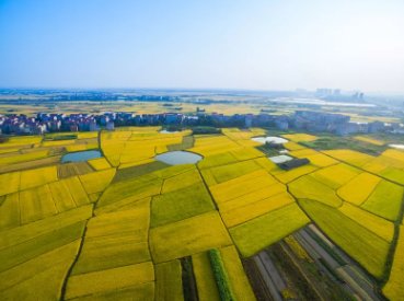  无权|种粮大户花4万租了100亩田，耕种时却被告知无权耕种，原来是“中间商”有问题
