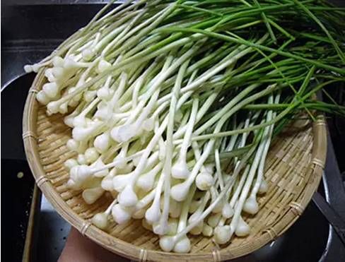  斗鸡|就问你晓得仁寿“斗鸡公”不？