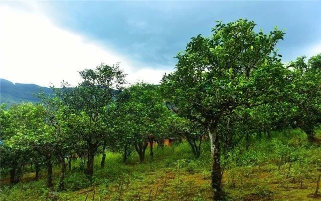 世上|【刀哥说茶】喝遍世上发酵茶,才识人间烟火味