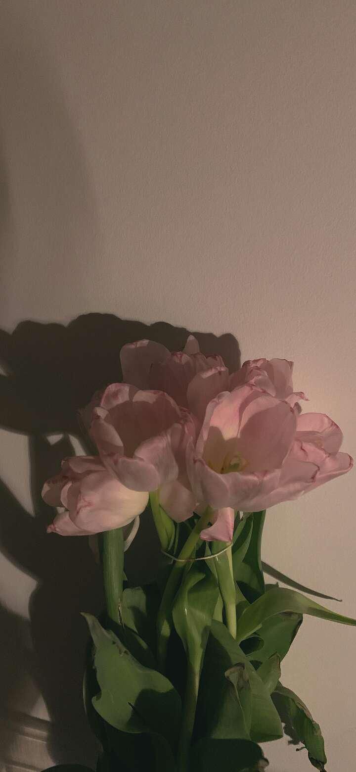  壁纸|高清壁纸！白搭系列！