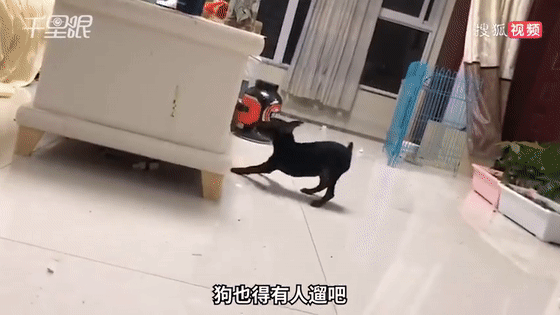 假期|神操作！男子假期出游，雇“跑腿小哥”到家里遛狗…