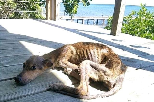  幸运|狗狗流落荒岛半年，瘦到露出肋骨，偶遇海钓铲屎官后才幸运获救